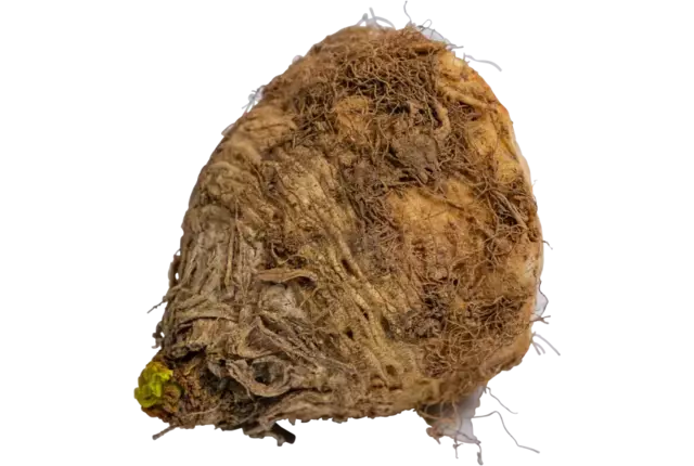 Micro knolselderij met lof